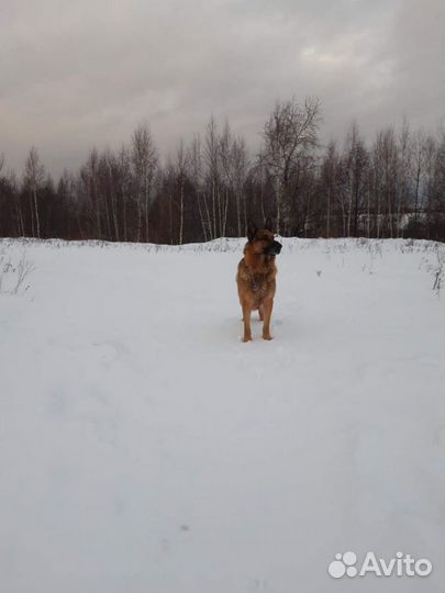 Обучение и дрессировка собак от профессионала