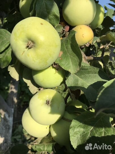 Продам саженцы яблони. опт