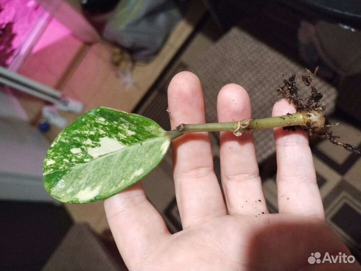 Замиакулькас вариегатный