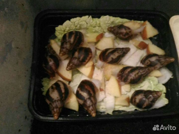 Улитки - Ахатины