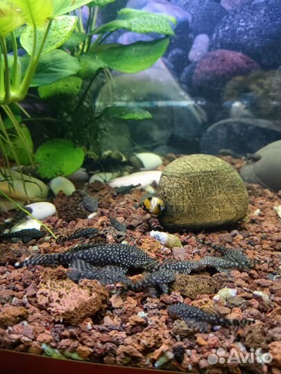 Анцитрусов сомик