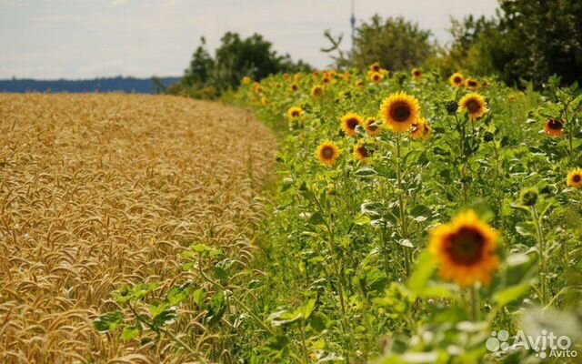 Пшеница Отруби корма зерно
