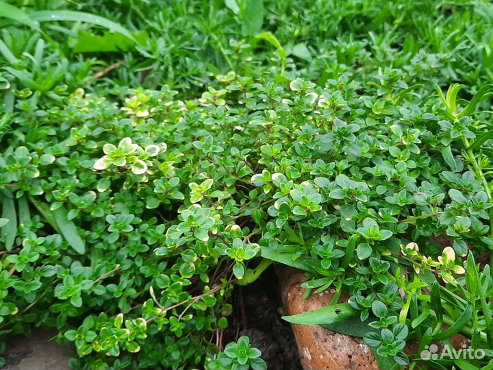 Растения для сада