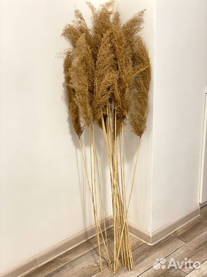 Сухоцветы камыш