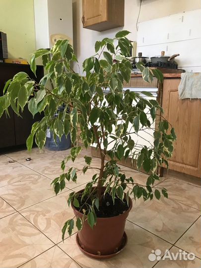 Комнатные цветы