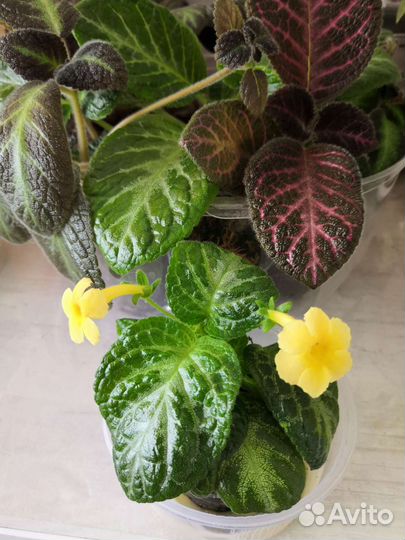 Эписция, разные сорта