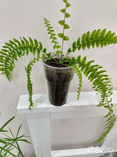 Фикусы, драцена, сансивиерия