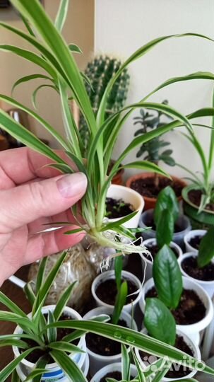 Хлорофитум