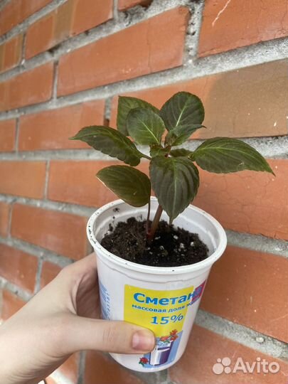 Бальзамин ванька мокрый