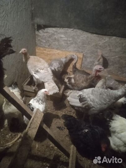 Индюки и индюшки