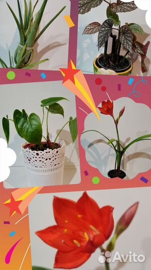 Комнатные цветы