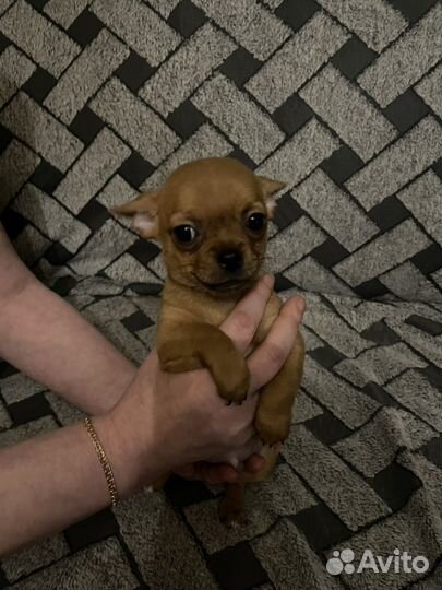 Щенки чихуахуа