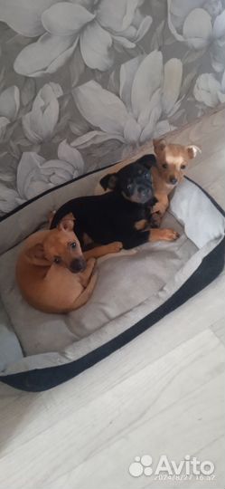 Собаки русский той терьер