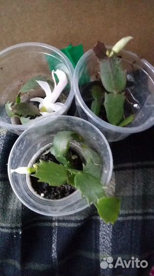 Декабрист белый