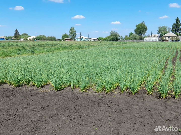 Чеснок озимый семенной,сорт 