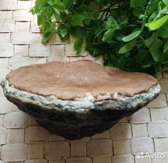 Чага/Трутовик