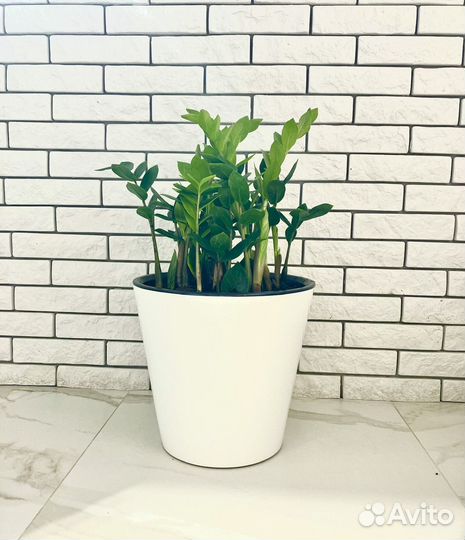 Замиокулькас долларовое дерево