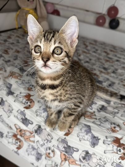 Бенгальская девочка из питомника