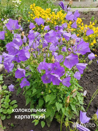 Многолетники садовые