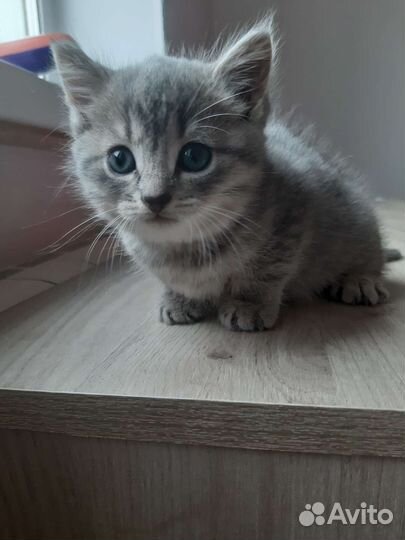 Котенок в добрые руки