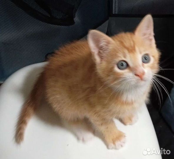 Два рыжих котенка