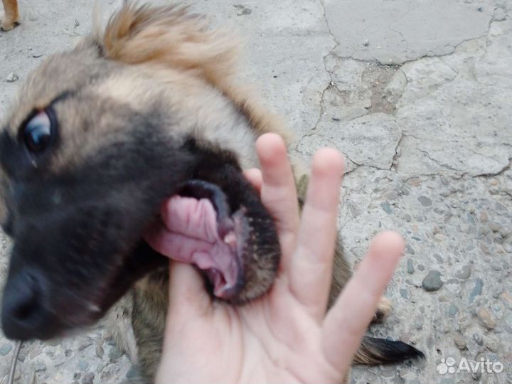 Отдам щенка в хорошие руки