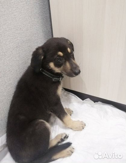 Щенок мальчик