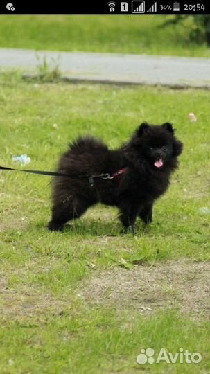 Счастье в дом