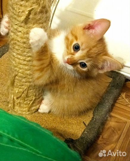 Котенок мальчик 1,5 мес