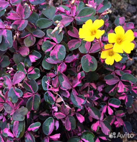 Оксалис вулканический Plum Crazy, Sunset velvet