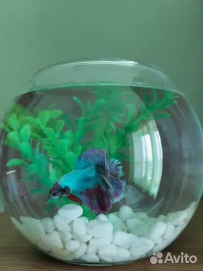 Аквариум бокал 7л и шар