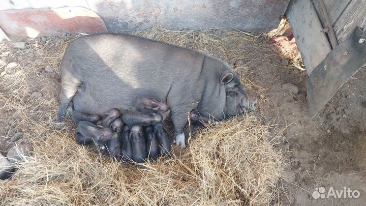 Вьетнамский вислобрюхий поросенок