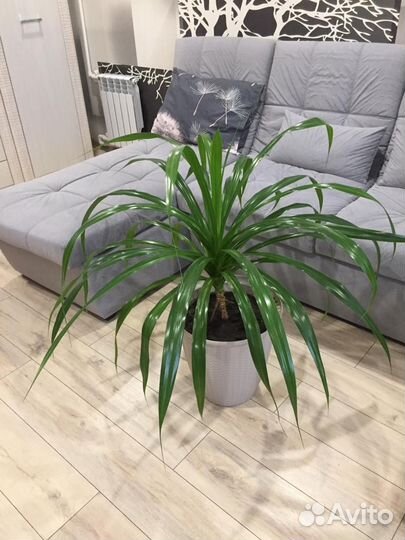 Пальма панданус