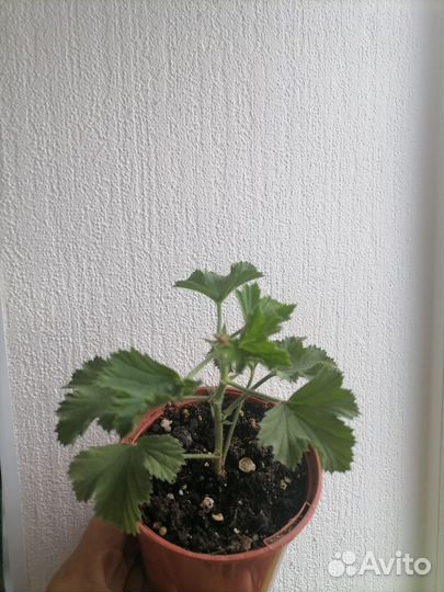 Пеларгония герань королевская крупноцветковая