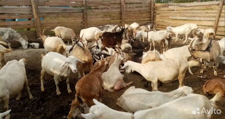 Нубийские / Альпийские / Зааненские козы