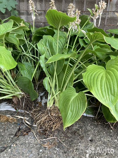 Хоста подорожниковая