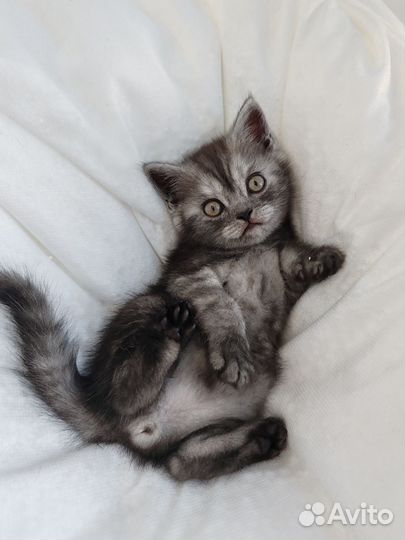 Шотландский котик