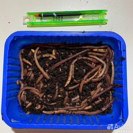 Червь Дендробена для рыбалки