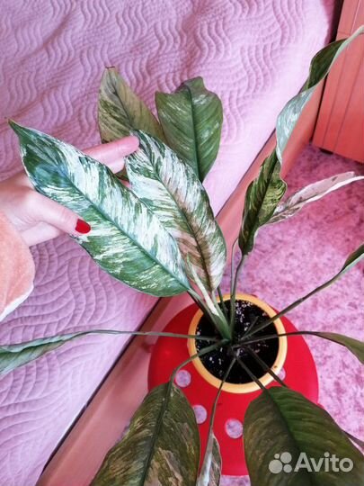 Спатифиллум сити оф ангел