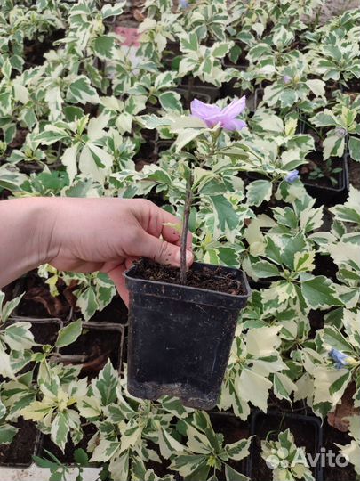 Гибискус сирийский