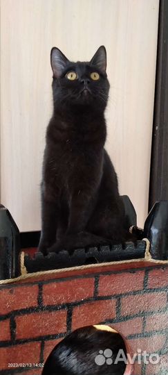 Котик молодой