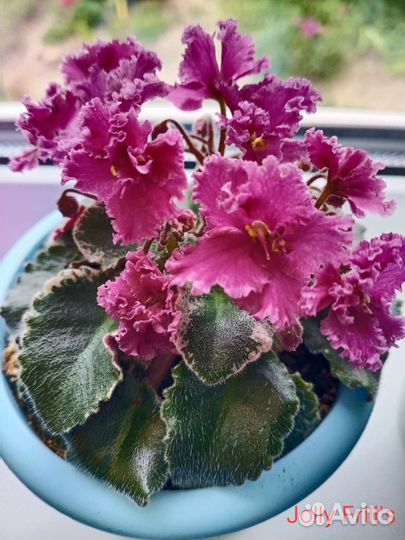 Мини фиалки