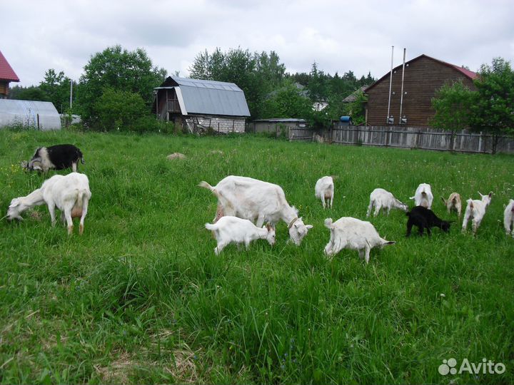 Молоко козье