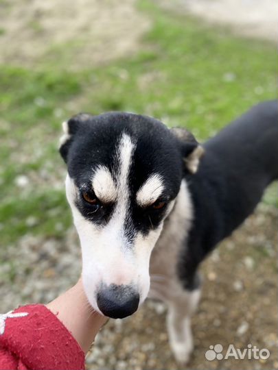 Хаски двортерьер