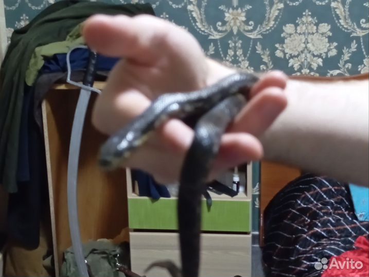 Амурский полоз