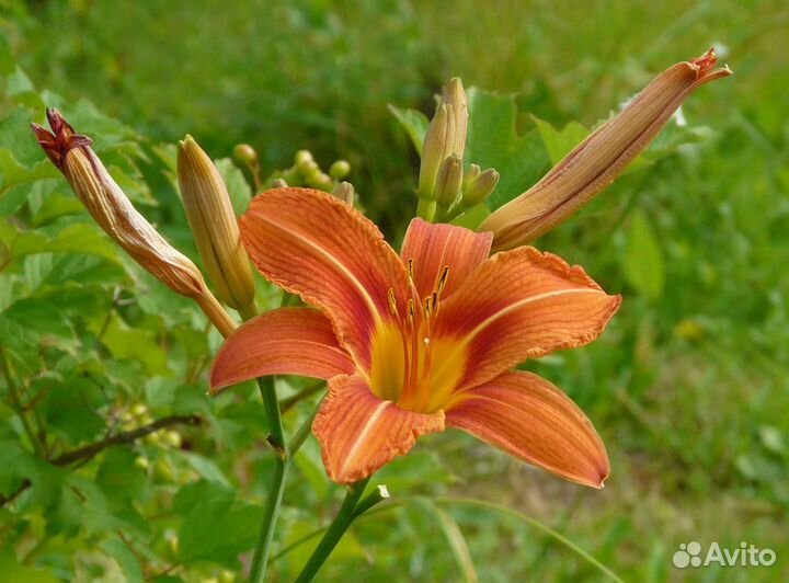 Примулы, астильба, хосты