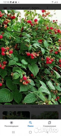 Малина ранняя Гусар