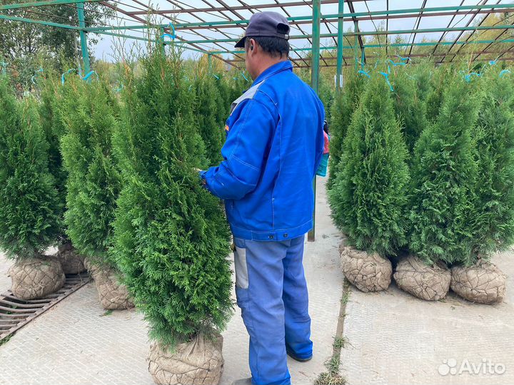 Туя Смарагд саженцы