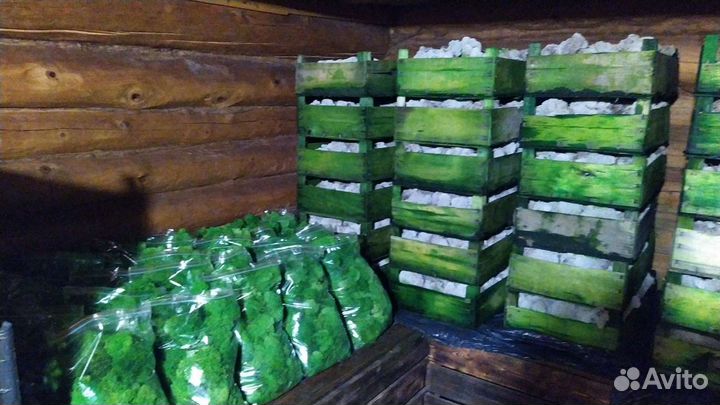 Стабилизированный мох. кг