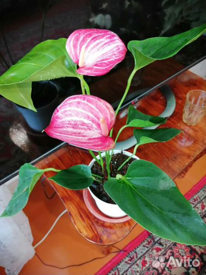 Антуриумы цветущие разных сортов